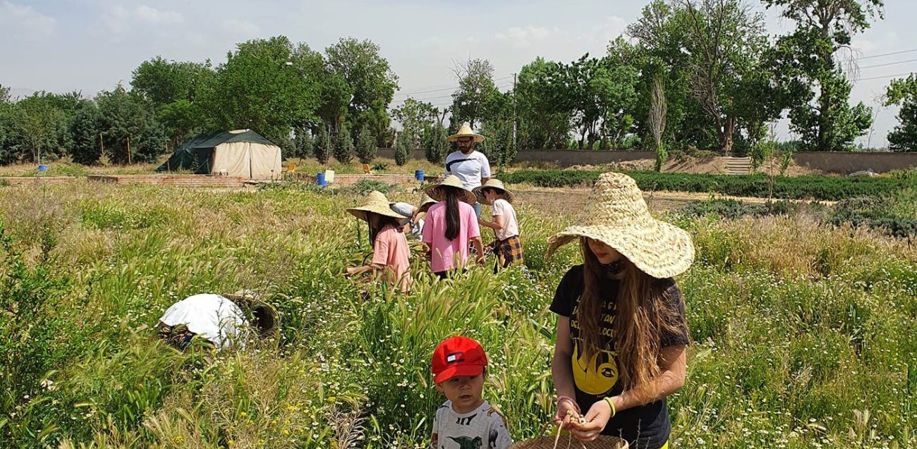 کودکان مشغول برداشت محصول در مزرعه گردشگری کشاورزی