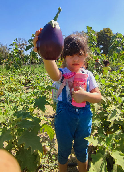 تجربه برداشت محصول توسط یک کودک در مرزعه گردشگری کشاورزی