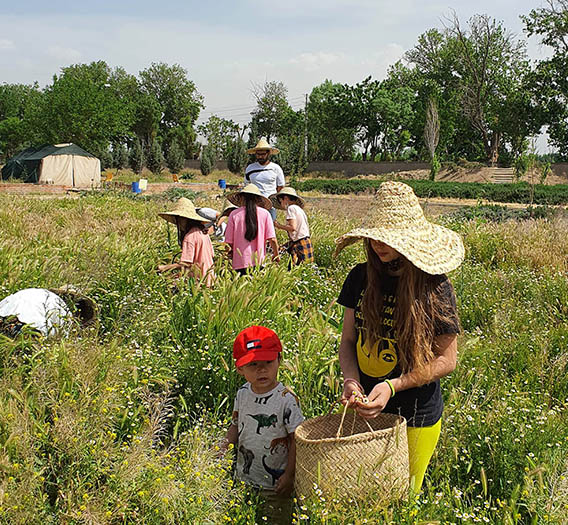 کودکان مشغول برداشت محصول در مزرعه گردشگری کشاورزی کافه مزرعه